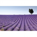 MS-5-0088 Lavender Field