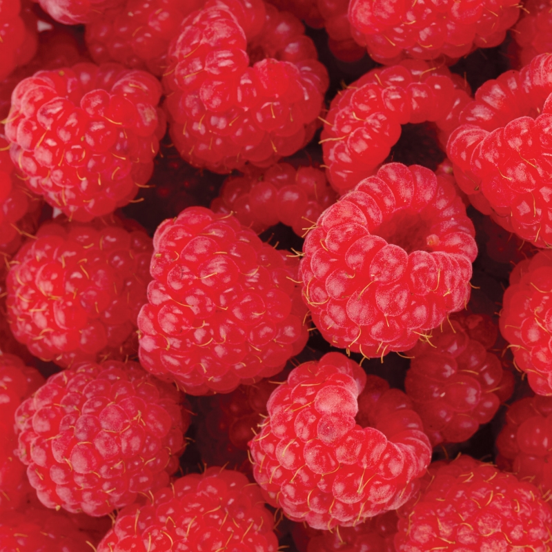 FL-255-011 Raspberry