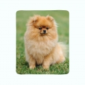 Fleece Blanket Brown Pomeranian Dog