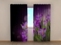 Photo curtains Night Crocuses