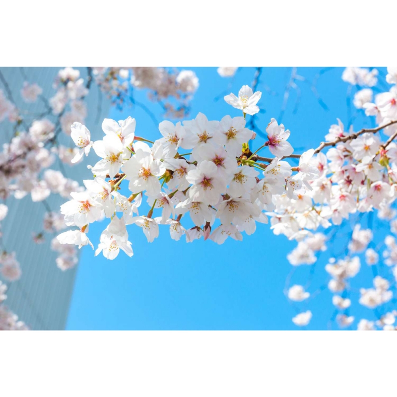 Cherry blossoms