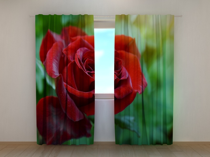 Photo curtains First Rose