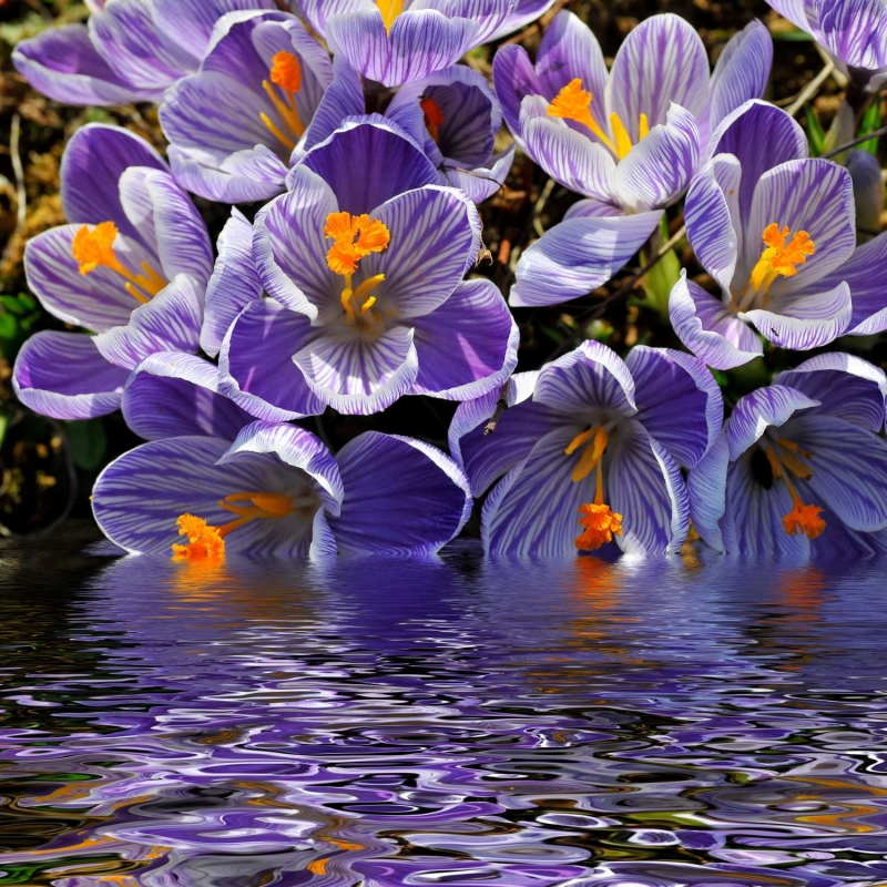 Purple crocuses