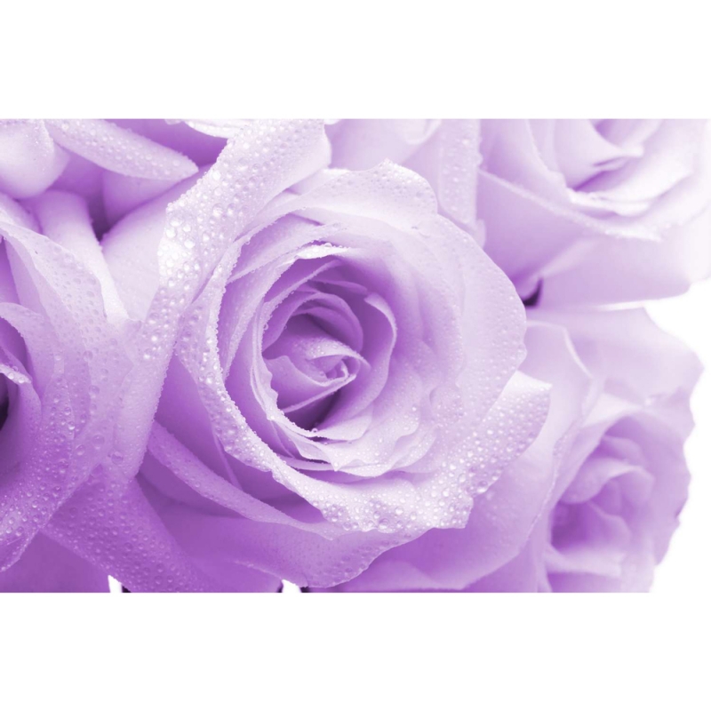 Purple roses