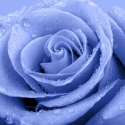 Blue rose