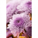 Chrysanthemum