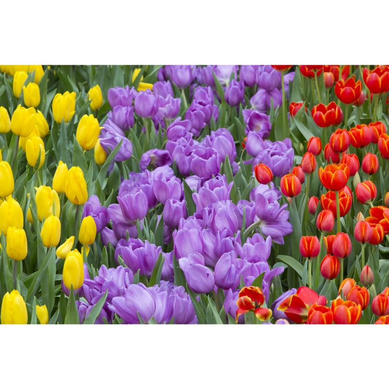 Colorful tulips