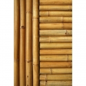 Bamboo