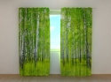 Photo curtains Birch Grove