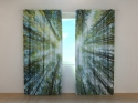 Photo curtains  Treetops