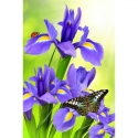 Iris with butterfly