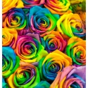 Multi colored roses
