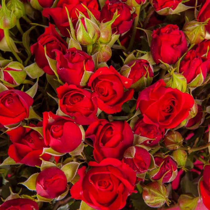 Bright red roses