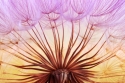 Dandelion 1