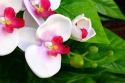 Orchid 