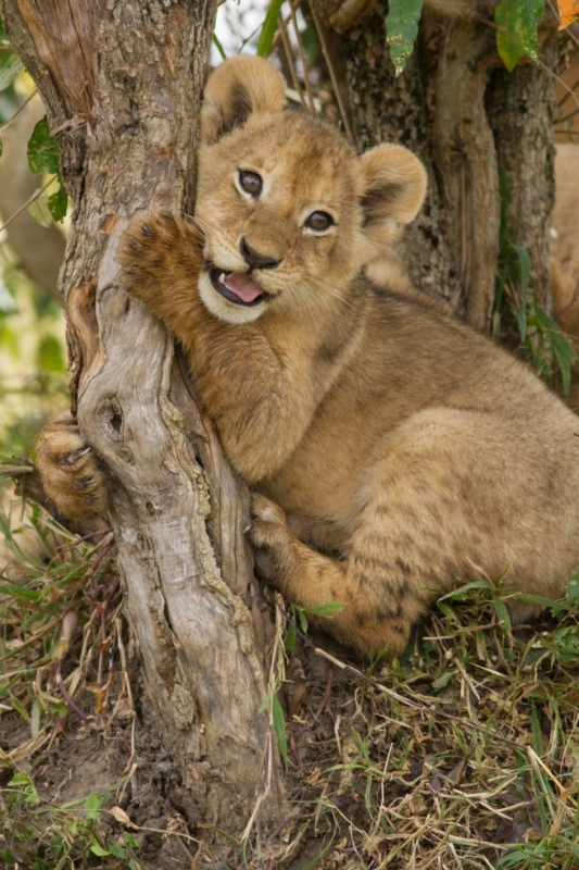 Lion cub