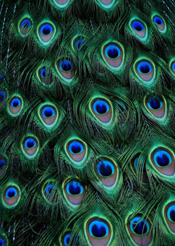 Peacock feathers 