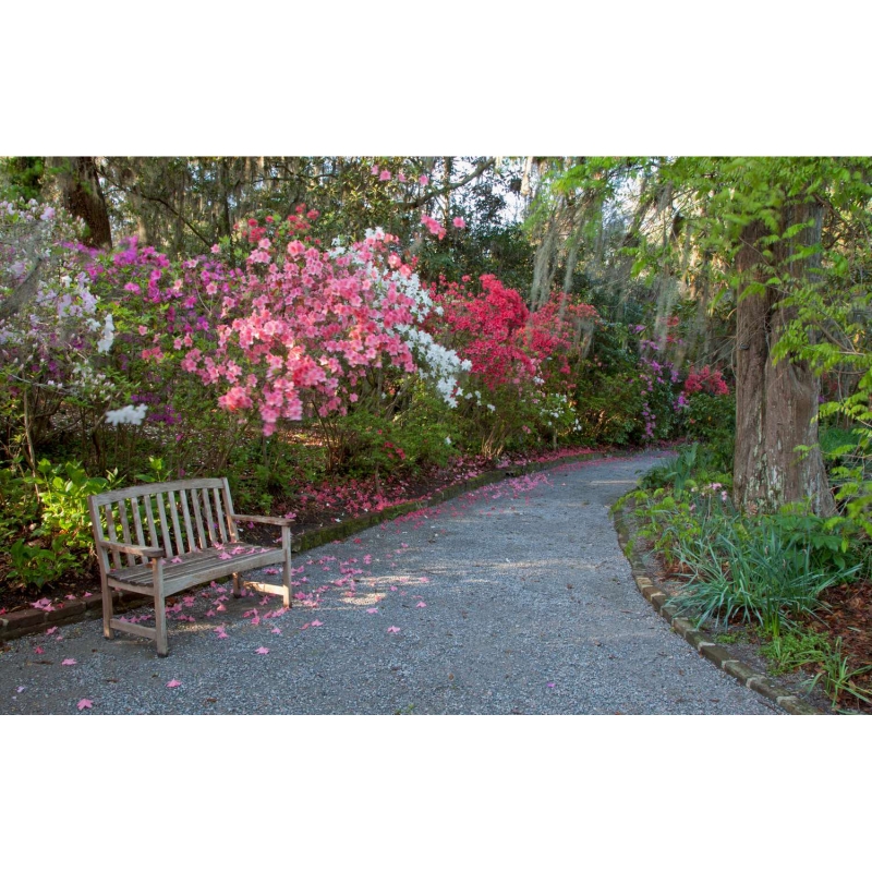 Bench in the garden