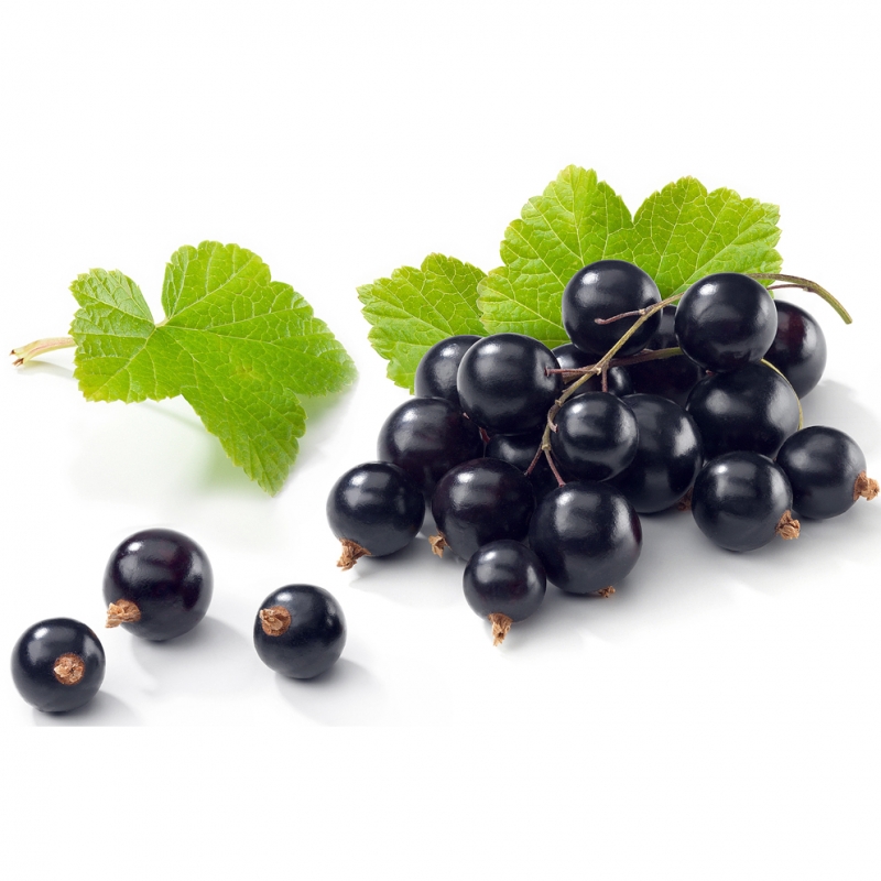 Black currant