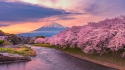 Mountain Fuji in cherry blossom season 