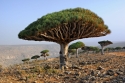 Дерево на острове Сокотра, Йемен 