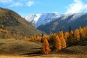 Yellow larches on a background of mountains