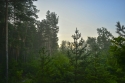 Утро в лесу  