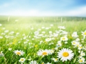 Field of daisies 