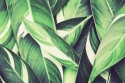 Tropical green leaves 