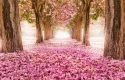 Tunnel of pink flower trees 