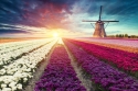 Тюльпаны в Нидерландах