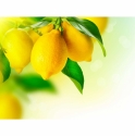 Ripe lemons