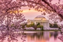 Сезон цветения сакуры в Вашингтоне