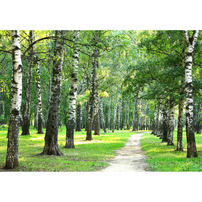 Path in the birch grove