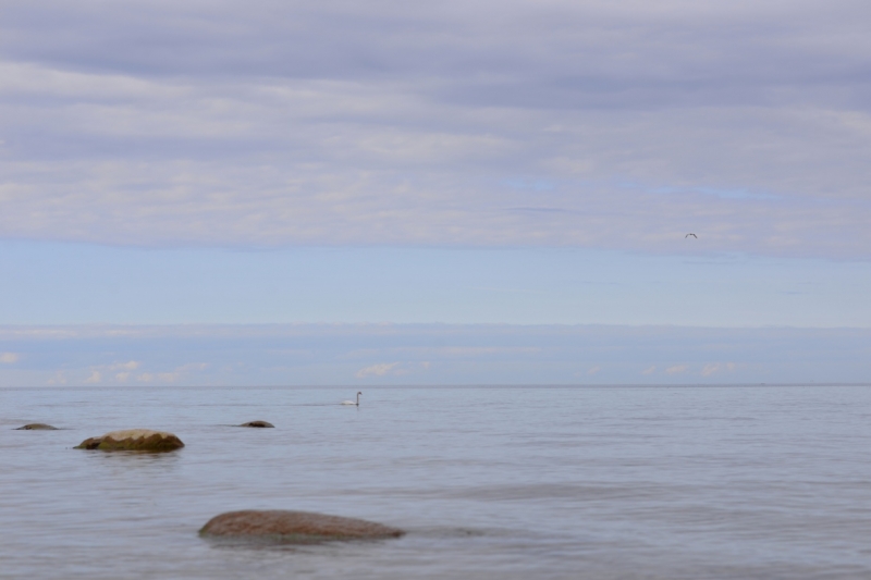 Photo wallpaper Swan in the sea