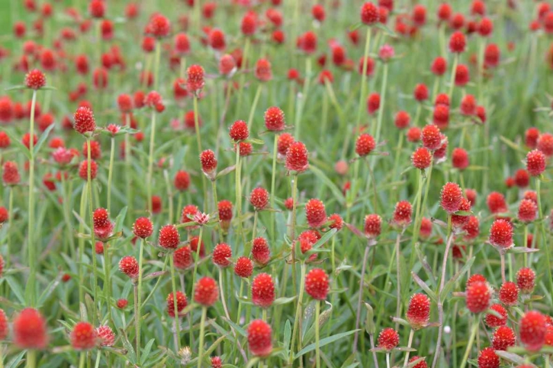 Photo wallpaper Meadow with red flowers