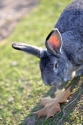 Photo wallpaper Rabbit and maple leaf