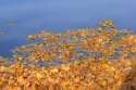 Photo wallpaper Golden leaves in the river