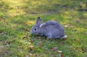 Фотообои Серый кролик в траве