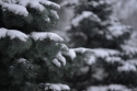 Photo wallpaper Fir trees in the snow