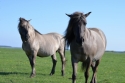 Photo wallpaper Wild horses